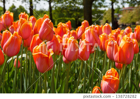 Colorful Spring Tulip Fields Under Bright Sunlight 138728282