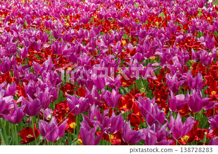 Colorful Spring Tulip Fields Under Bright Sunlight Colorful Spring Tulip Fields Under Bright Sunlight 138728283