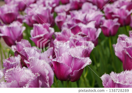 Colorful Spring Tulip Fields Under Bright Sunlight 138728289