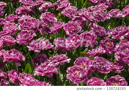 Colorful Spring Tulip Fields Under Bright Sunlight 138728293