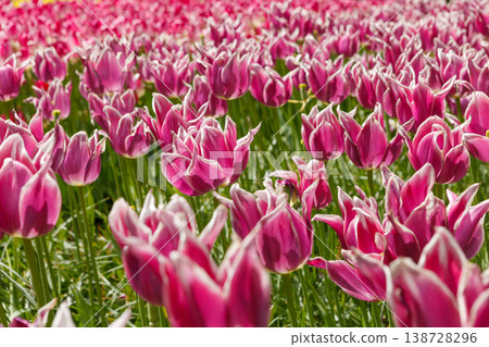 Colorful Spring Tulip Fields Under Bright Sunlight 138728296