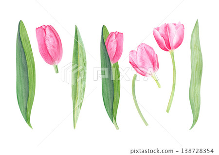 Watercolor pink tulip set with flowers, leaves and stems, hand painted botanical elements isolated on white background. Spring floral collection for wedding design, invitations, cards and decoration Watercolor pink tulip set with flowers, leaves and stems, hand painted botanical elements isolated on white background. Spring floral collection for wedding design, invitations, cards and decoration 138728354