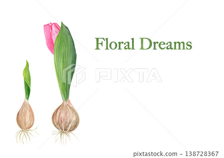 Watercolor floral greeting card with tulip bulb and pink flower, botanical illustration with elegant typography, soft natural design for spring cards, labels, invitations and branding decor art Watercolor floral greeting card with tulip bulb and pink flower, botanical illustration with elegant typography, soft natural design for spring cards, labels, invitations and branding decor art 138728367