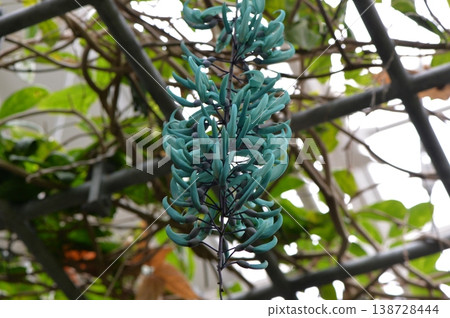Honeysuckle Honeysuckle 138728444