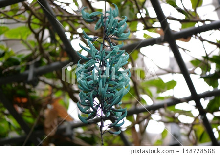 Jade Vine (Emerald Green) Jade Vine (Emerald Green) 138728588