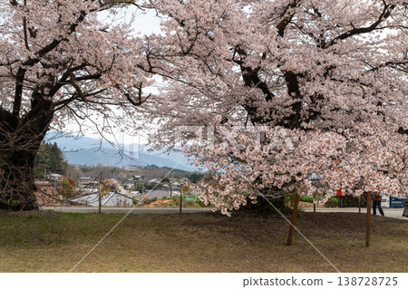 Cherry blossoms at Kiyoharu Art Village Cherry blossoms at Kiyoharu Art Village 138728725