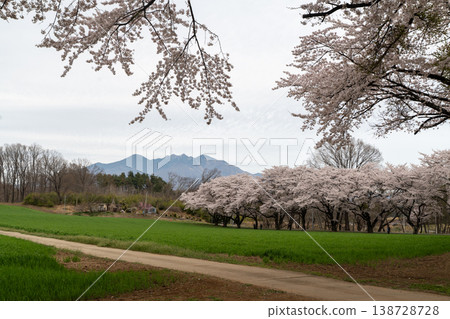 A row of cherry trees in the turnip garden A row of cherry trees in the turnip garden 138728728