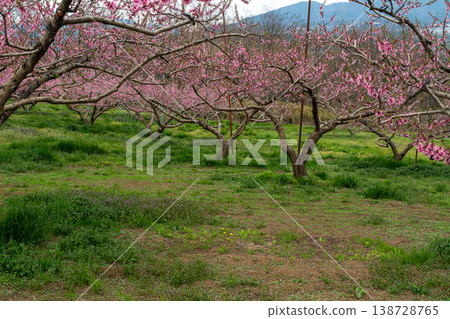 新府桃源郷の桃の花 138728765