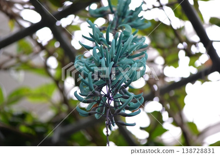 Jade Vine Jade Vine 138728831