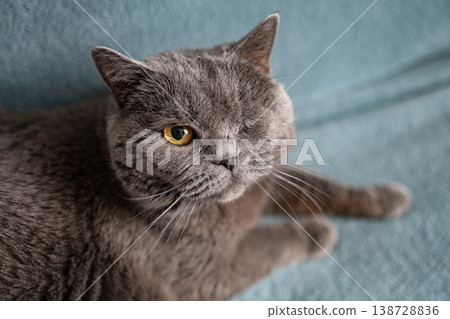 One eyed gray British cat sitting on sofa looking at camera pet care adoption concept One eyed gray British cat sitting on sofa looking at camera pet care adoption concept 138728836