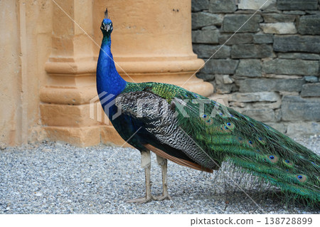 Austria_Graz_Eggenberg Castle_Peacock Austria_Graz_Eggenberg Castle_Peacock 138728899