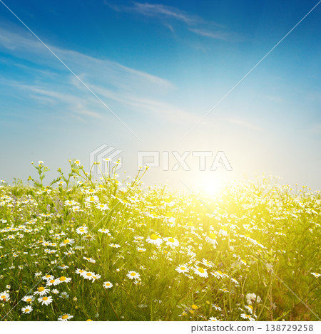 Blooming daisies at dawn under clear sky in spring field Blooming daisies at dawn under clear sky in spring field 138729258