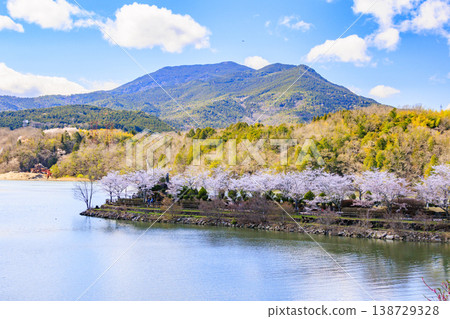 Ena Gorge with cherry blossoms in full bloom Ena Gorge with cherry blossoms in full bloom 138729328