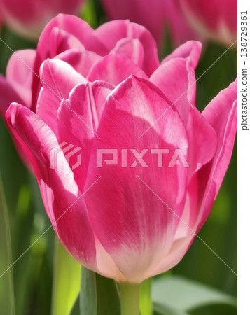 Beautiful Pink Tulip Single Bloom Close Up Photo 138729361