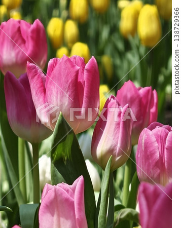 Colorful Spring Tulips with Pink Yellow and Orange Blooms 138729366