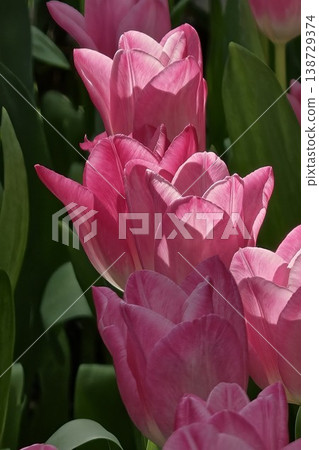 Double Pink Peony Tulips in Garden Macro Photography 138729374