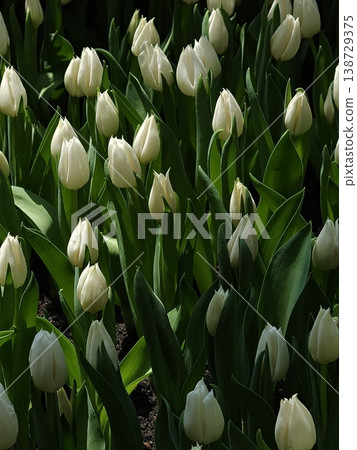 Elegant White Tulips Growing in Spring Garden Portrait Elegant White Tulips Growing in Spring Garden Portrait 138729375