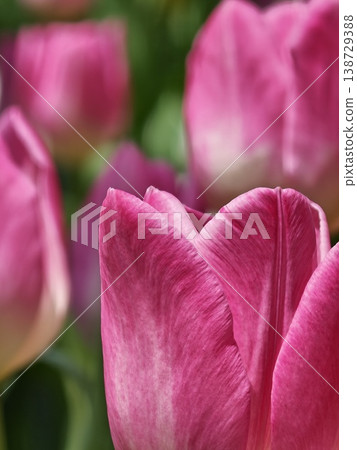 Pink Tulip Petal Texture Macro Detail in Garden Pink Tulip Petal Texture Macro Detail in Garden 138729388