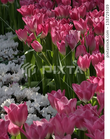 Pink Tulips and White Cyclamen Flowers Spring Garden Mix Pink Tulips and White Cyclamen Flowers Spring Garden Mix 138729389