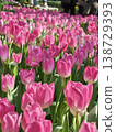 Sea of Pink Tulips in Garden Festival with Visitors 138729393