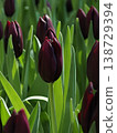 Single Dark Maroon Black Tulip in Spring Garden 138729394