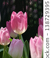Single Pink Tulip Bloom with Dark Mesh Background 138729395