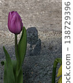 Single Purple Tulip with Shadow on Stone Path 138729396