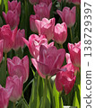 Soft Pink Tulips Blooming in Gentle Spring Light 138729397