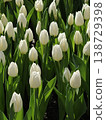 Sunlit White Tulips Blooming in Spring Garden 138729398