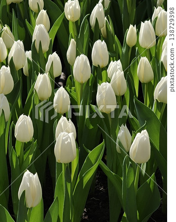 Sunlit White Tulips Blooming in Spring Garden 138729398