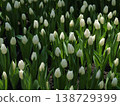 Vast White Tulip Field in Sunlight Spring Landscape 138729399