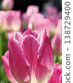 Vibrant Hot Pink Tulip Macro Close Up Detail 138729400