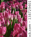 Vibrant Magenta Pink Tulip Field in Full Spring Bloom 138729401