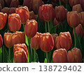 Vibrant Orange Red Tulip Blooms in Spring Garden 138729402