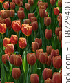 Vibrant Orange Terracotta Tulip Field in Full Bloom 138729403