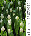 White Tulip Field in Full Bloom Spring Garden 138729404