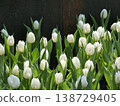 White Tulips Blooming Against Rustic Metal Wall 138729405