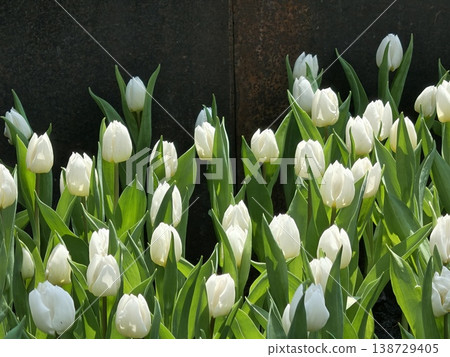 White Tulips Blooming Against Rustic Metal Wall White Tulips Blooming Against Rustic Metal Wall 138729405