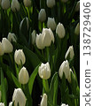 White Tulips with Deep Shadow Garden Backdrop 138729406