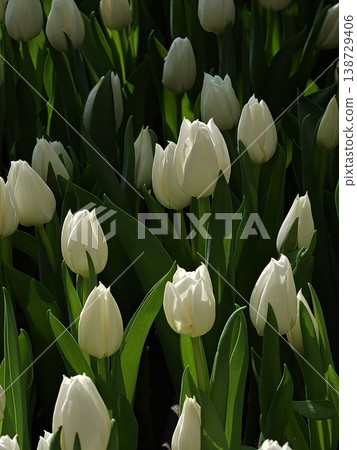 White Tulips with Deep Shadow Garden Backdrop 138729406
