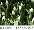 White Tulips with Dramatic Dark Green Background 138729407