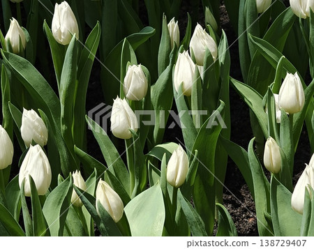 White Tulips with Dramatic Dark Green Background 138729407