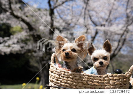 籃子裡裝著櫻花和兩隻約克夏犬。 籃子裡裝著櫻花和兩隻約克夏犬。 138729472