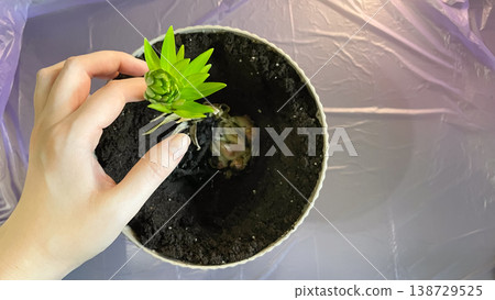 Female hand planting green Lily sprout Lilium bulb in pot with soil on purple background at home garden 138729525