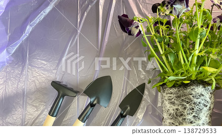 Purple Pansy with healthy white roots and miniature garden tools on purple background ready to plant Purple Pansy with healthy white roots and miniature garden tools on purple background ready to plant 138729533