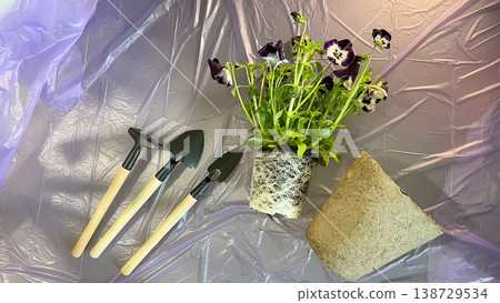 Purple Pansy with roots and gardening tools next to peat pot on purple background for repotting 138729534