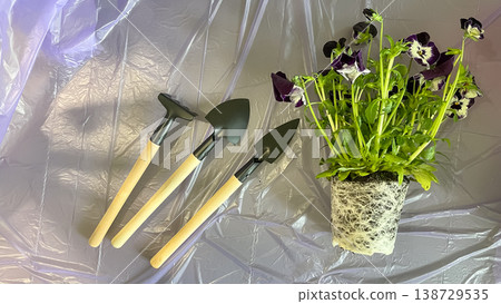 Purple Pansy with visible white root system and garden tools on purple film ready for transplanting Purple Pansy with visible white root system and garden tools on purple film ready for transplanting 138729535
