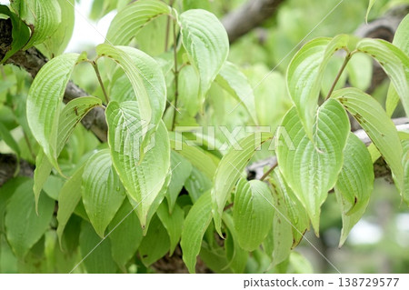 A beautiful spring green background with young leaves. A beautiful spring green background with young leaves. 138729577