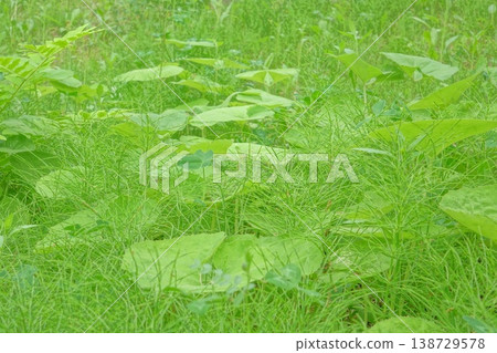 充滿活力的綠色草地和野花背景素材 充滿活力的綠色草地和野花背景素材 138729578