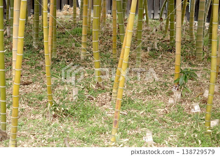 A bamboo forest landscape with rows of green and yellow bamboo. A bamboo forest landscape with rows of green and yellow bamboo. 138729579